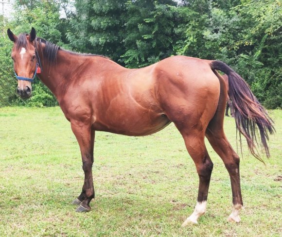 Green Lucky (TUR)
