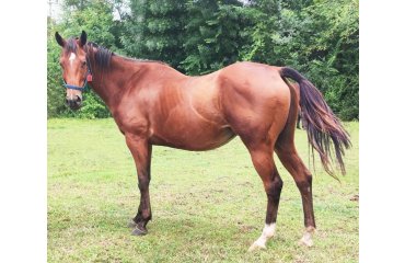 Green Lucky (TUR)