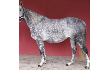Ventura Ice (IRE) 